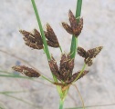 Bolboschoenus glaucus / Sedge