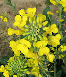 Brassica napus / Mustard or Cress