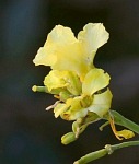 Brassica rupestris / Mustard or Cress