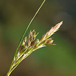 Carex halleriana / Sedge