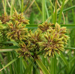 Cyperus eragrostis / Sedge