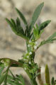 Lepidium coronopus / Mustard or Cress