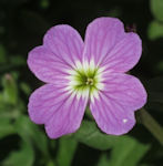 Malcolmia maritima / Mustard or Cress
