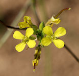 Sisymbrium orientale / Mustard or Cress