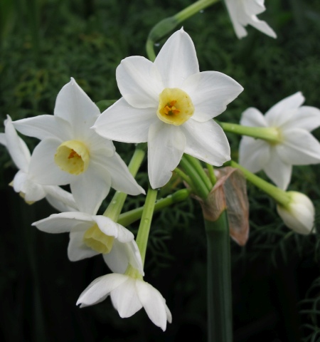 Narcissus tazetta subsp. italicus (Garden Narcissus) : MaltaWildPlants ...