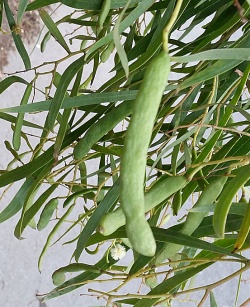 Acacia koa (Click to view plant profile)