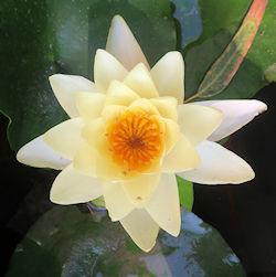 Nymphaea alba (Click to view plant profile)