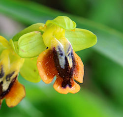 Ophrys numida (Click to view plant profile)