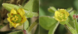 Oxalis stricta (Yellow Wood Sorrel) - CLICK TO ENLARGE PHOTO