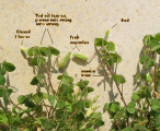 Oxalis stricta (Yellow Wood Sorrel) - CLICK TO ENLARGE PHOTO